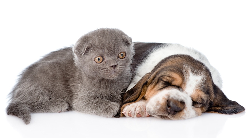 貓狗打鼻鼾正常嗎-貓狗鼻鼾成因與危險徵兆-何時要看獸醫